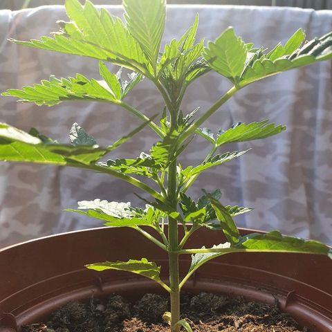 Big Auto Tao growlog timeline photo