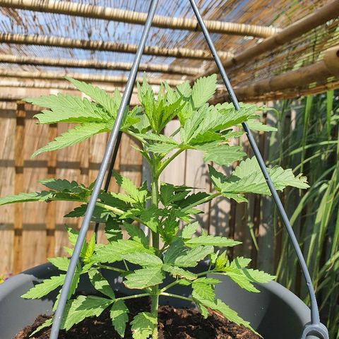 Big Auto Tao growlog timeline photo