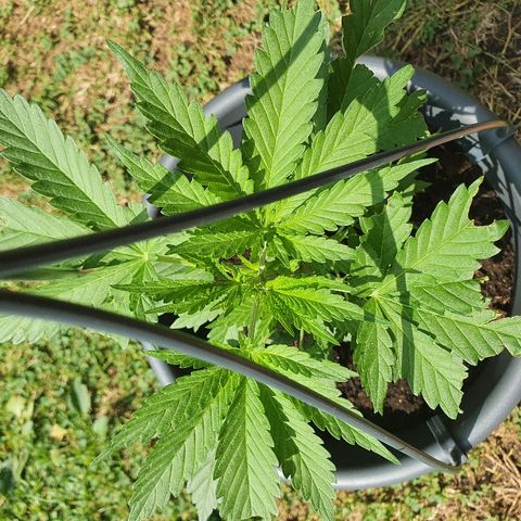 Big Auto Tao growlog timeline photo