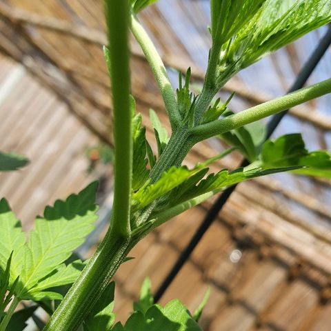 Big Auto Tao growlog timeline photo