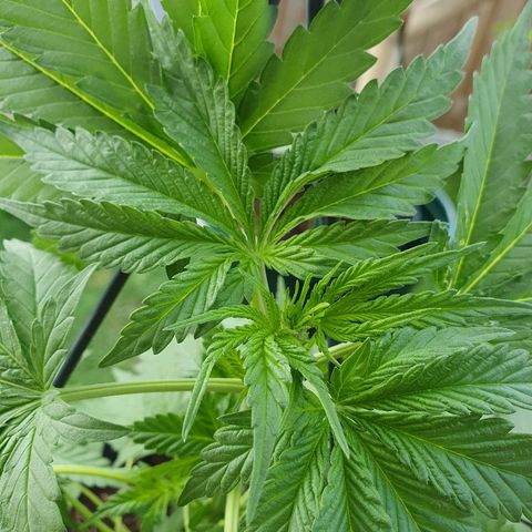 Big Auto Tao growlog timeline photo