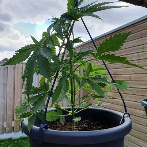Big Auto Tao growlog timeline photo
