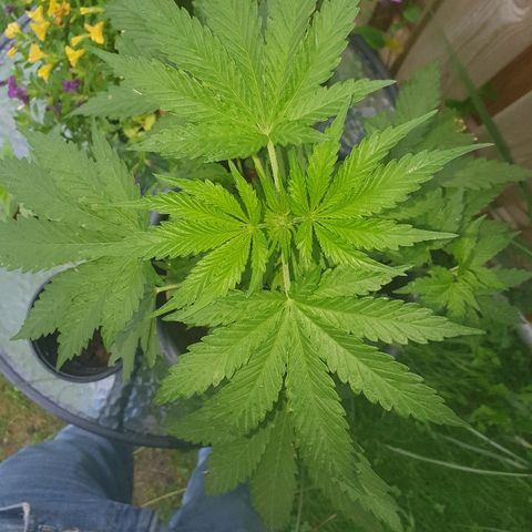 Big Auto Tao growlog timeline photo