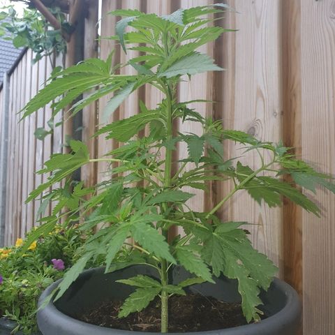 Big Auto Tao growlog timeline photo