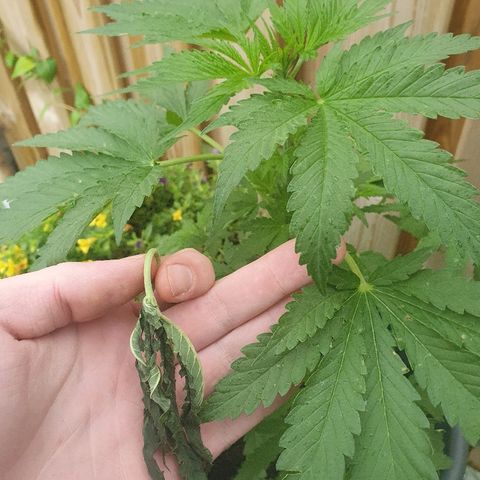 Big Auto Tao growlog timeline photo