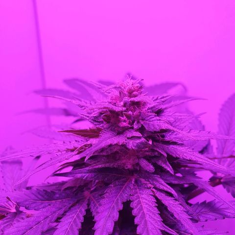 Big Auto Tao growlog timeline photo