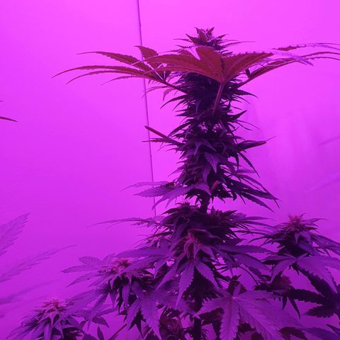 Big Auto Tao growlog timeline photo