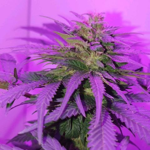 Big Auto Tao growlog timeline photo