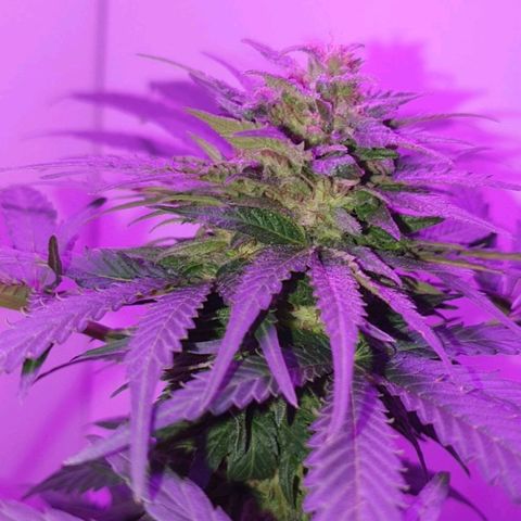 Big Auto Tao growlog timeline photo