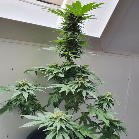 Big Auto Tao growlog timeline photo