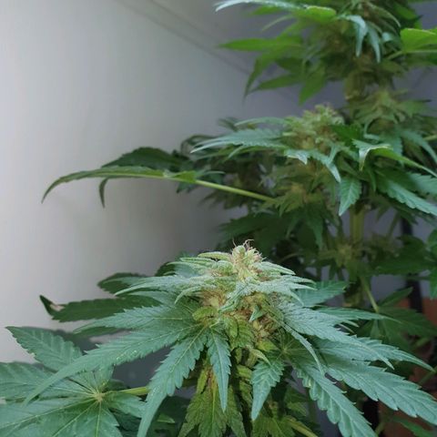 Big Auto Tao growlog timeline photo