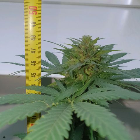 Big Auto Tao growlog timeline photo