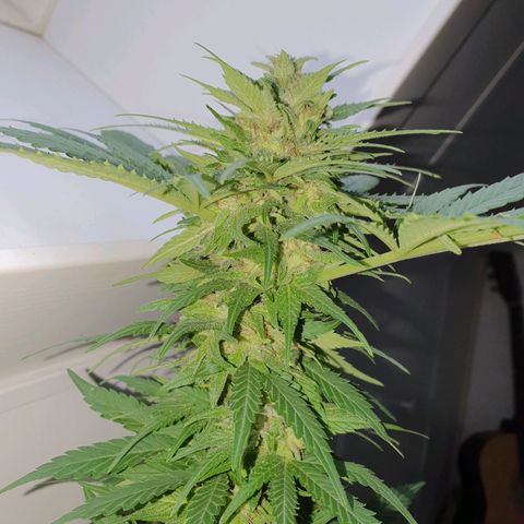 Big Auto Tao growlog timeline photo