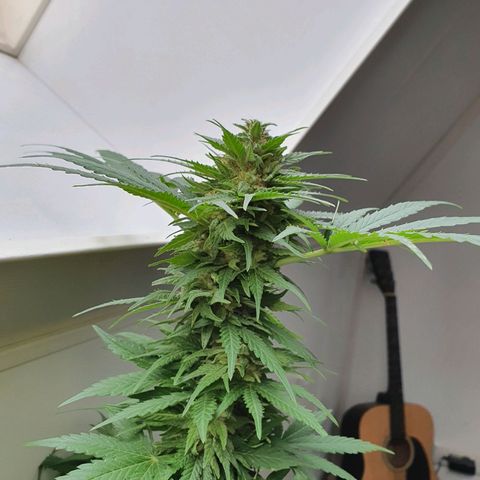 Big Auto Tao growlog timeline photo