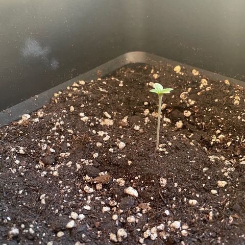 Banana Purple Punch  growlog timeline photo