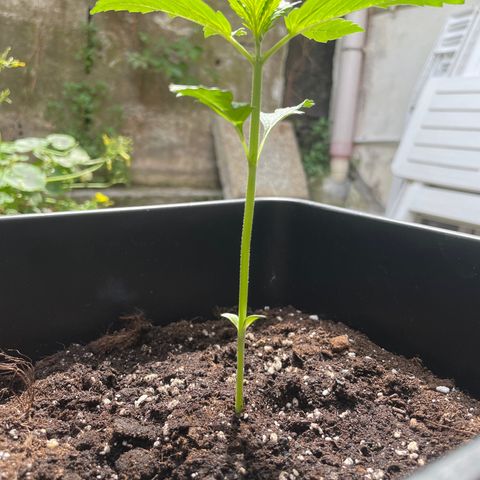 Banana Purple Punch  growlog timeline photo