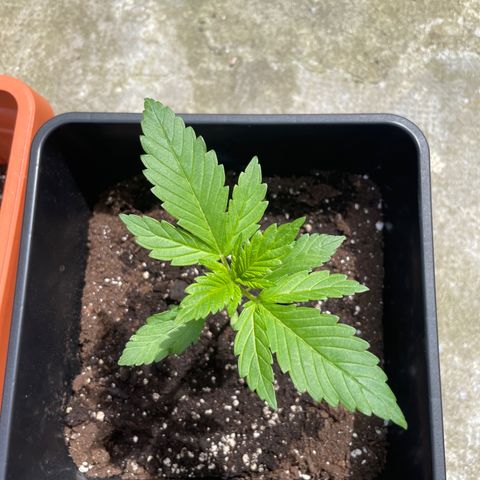 Banana Purple Punch  growlog timeline photo