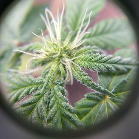 Peach Lemonade growlog timeline photo