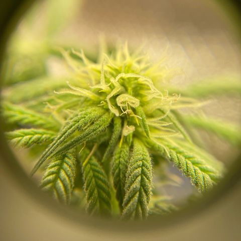 Peach Lemonade growlog timeline photo