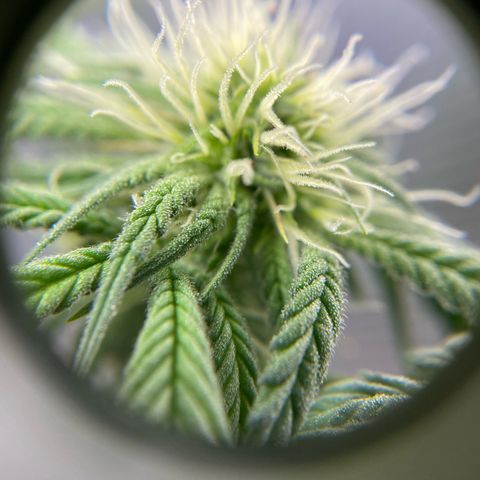 Peach Lemonade growlog timeline photo