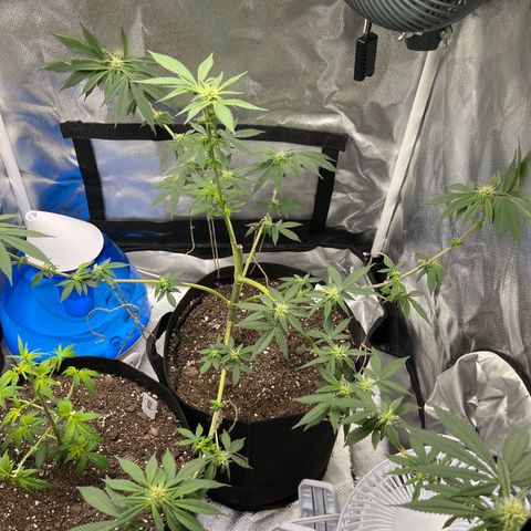 Peach Lemonade growlog photo: FIRST SMELL PRESENT!!! Smells super fruity and sweet 