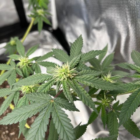 Peach Lemonade growlog photo: Cut off the low stress training strings 