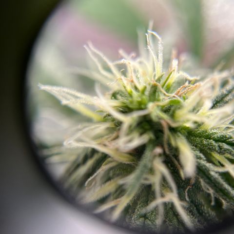 Peach Lemonade growlog photo: Cut off the low stress training strings 