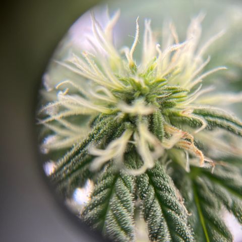 Peach Lemonade growlog photo: Cut off the low stress training strings 