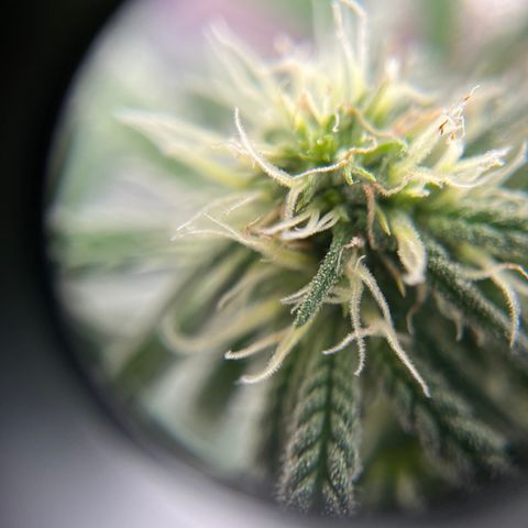Peach Lemonade growlog photo: Cut off the low stress training strings 