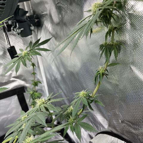 Peach Lemonade growlog photo: Cut off the low stress training strings 