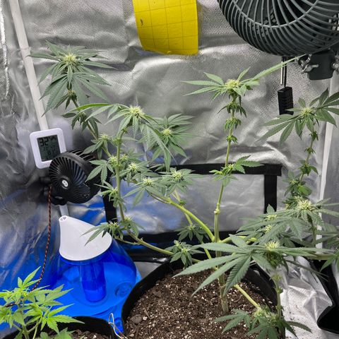 Peach Lemonade growlog photo: Cut off the low stress training strings 