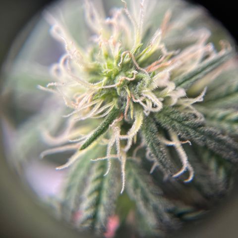 Peach Lemonade growlog timeline photo