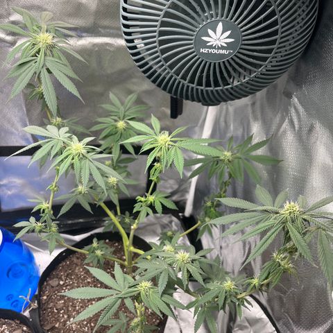Peach Lemonade growlog timeline photo