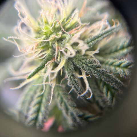 Peach Lemonade growlog timeline photo