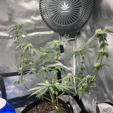 Peach Lemonade growlog timeline photo