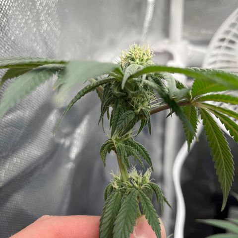 Peach Lemonade growlog timeline photo