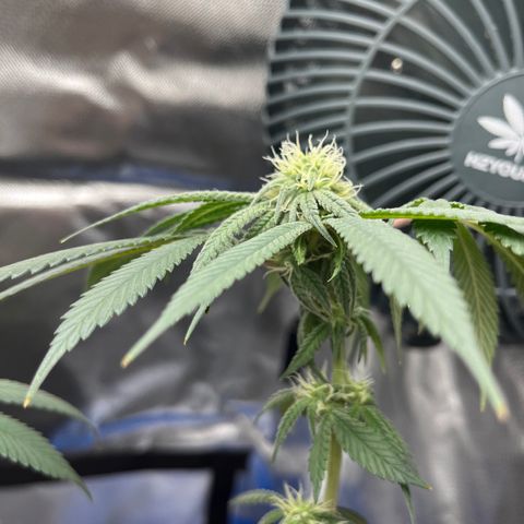 Peach Lemonade growlog timeline photo