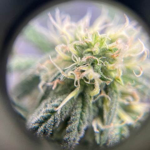 Peach Lemonade growlog timeline photo