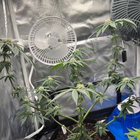 Peach Lemonade growlog timeline photo