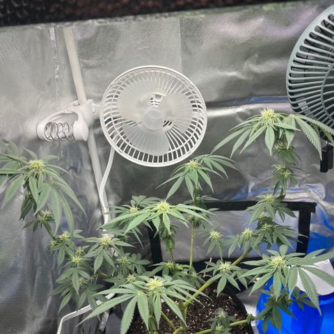 Peach Lemonade growlog timeline photo