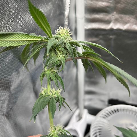 Peach Lemonade growlog photo: Colas really startin to come in