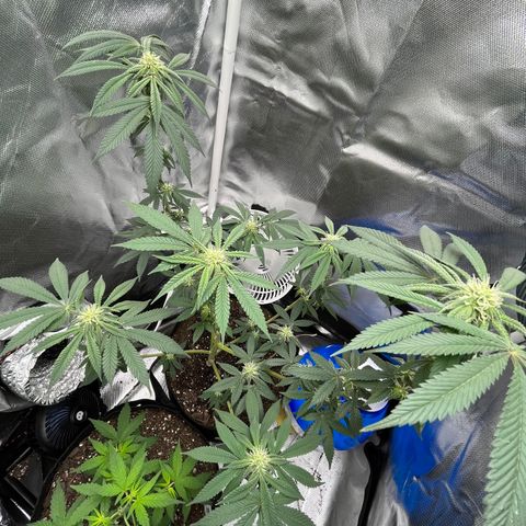 Peach Lemonade growlog photo: Colas really startin to come in