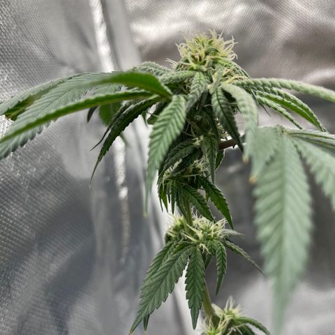 Peach Lemonade growlog photo: Colas really startin to come in