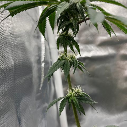 Peach Lemonade growlog photo: Colas really startin to come in