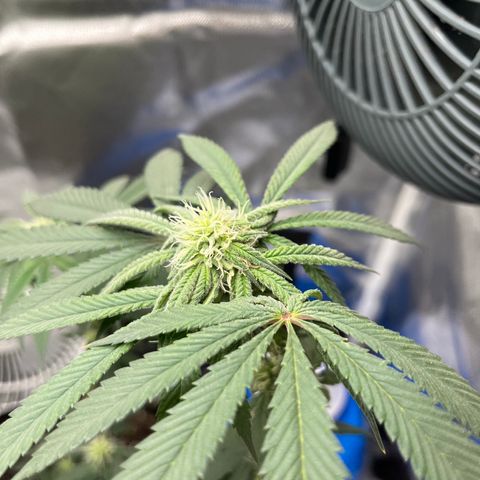 Peach Lemonade growlog photo: Colas really startin to come in
