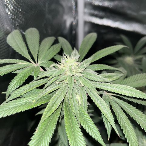 Peach Lemonade growlog timeline photo