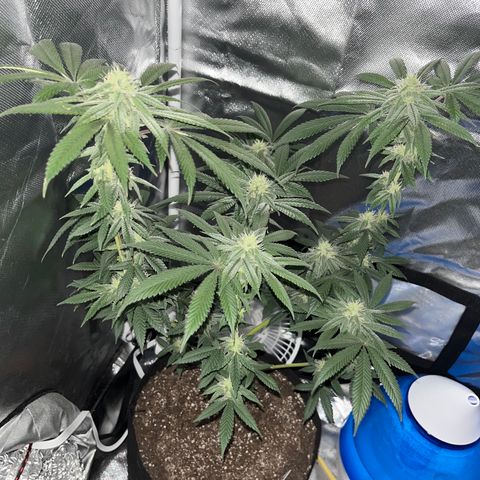 Peach Lemonade growlog timeline photo