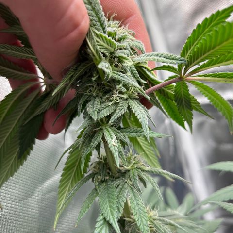 Peach Lemonade growlog timeline photo