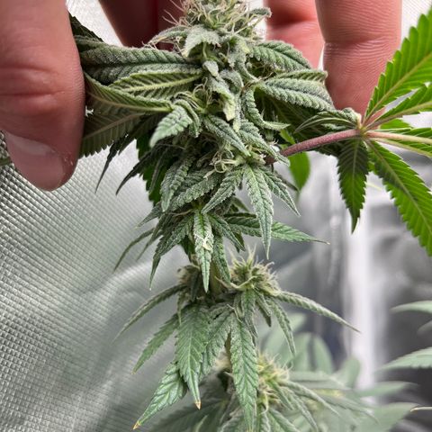 Peach Lemonade growlog timeline photo