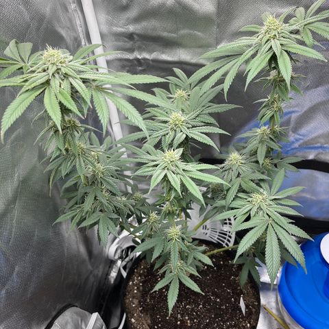 Peach Lemonade growlog timeline photo